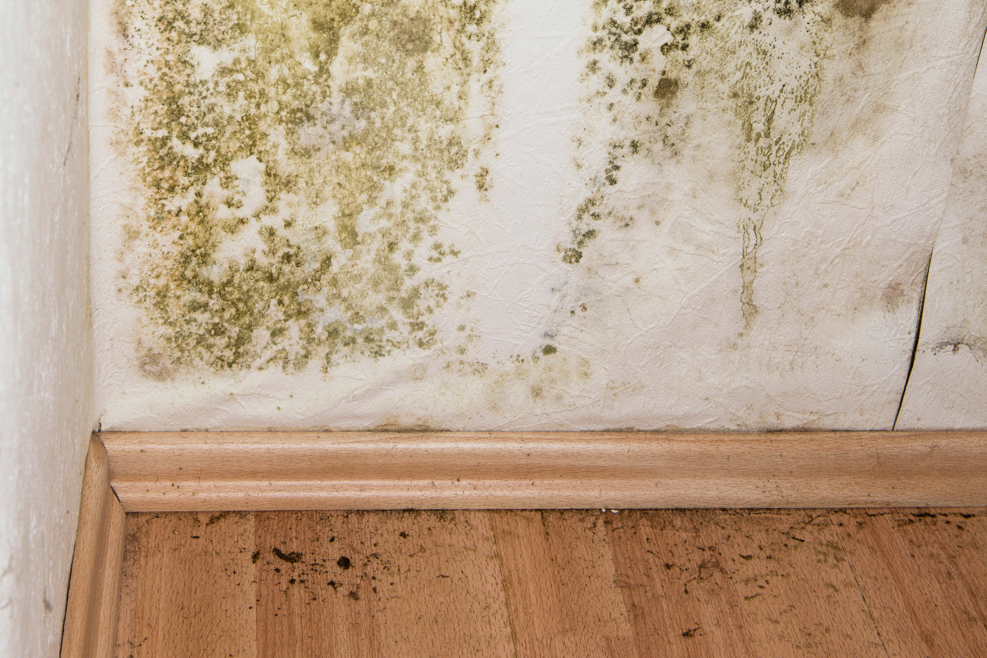 Cost of Mold Inspection: DIY vs Pro