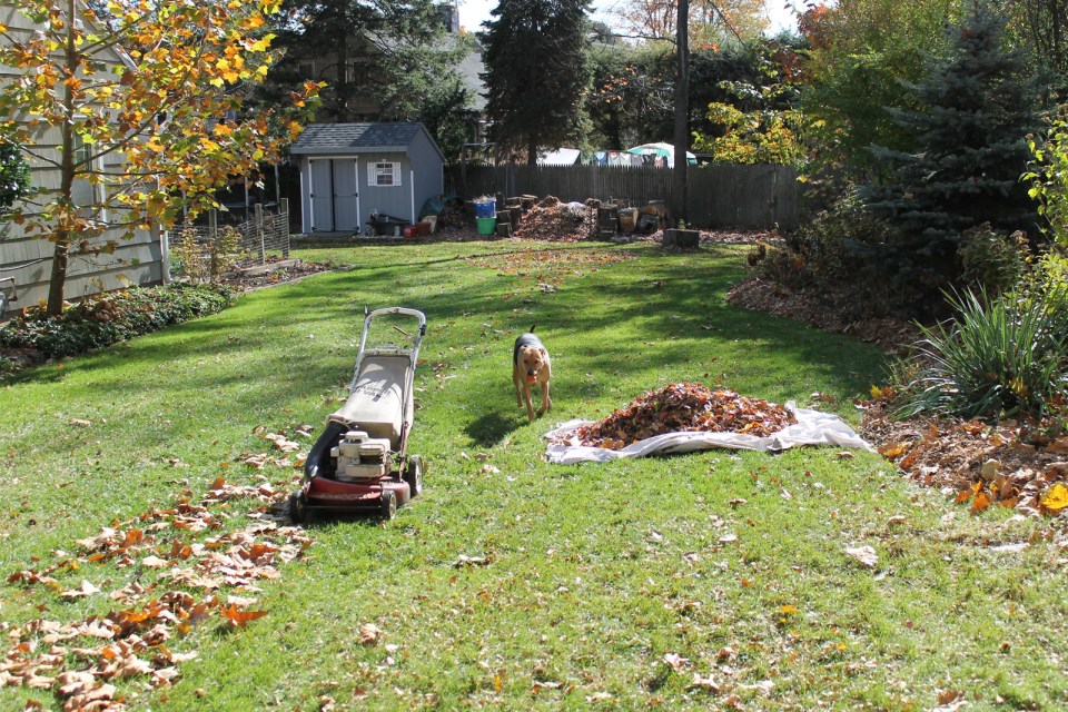 Winter Lawn Care Winter Lawn Maintenance Houselogic