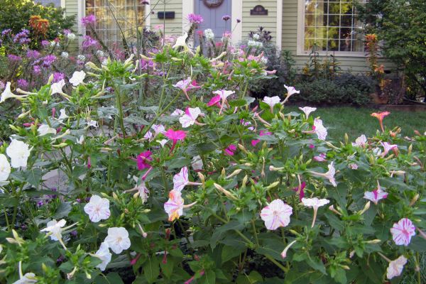 Four O'Clocks | Drought Resistant Plants