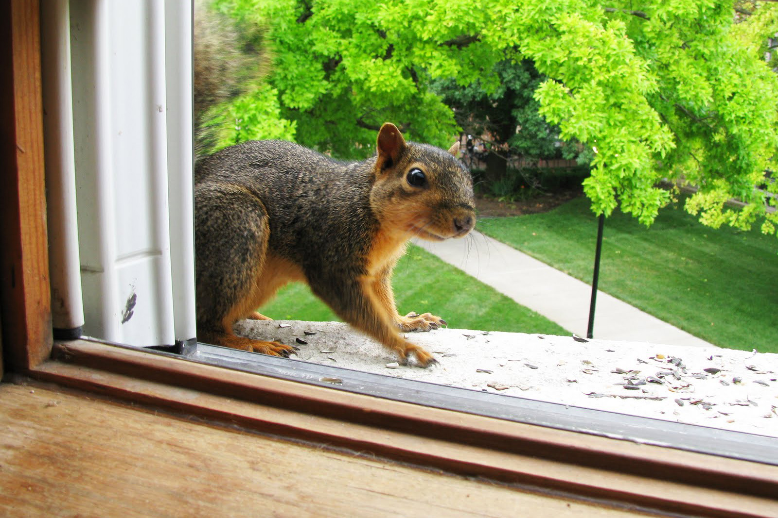 squirrel squirrels rid removal why wildlife attic window control pest pests remedies mary come houselogic seal entry services center re