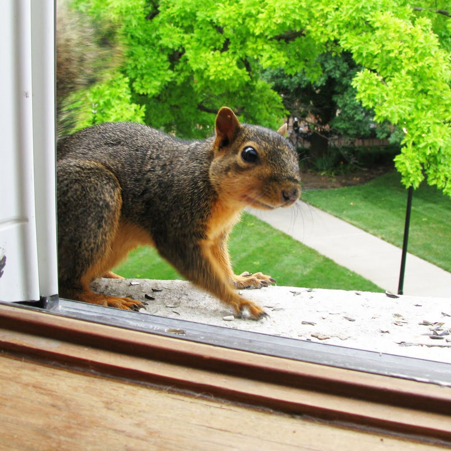 Squirrel at a home's window | Squirrel removal tips