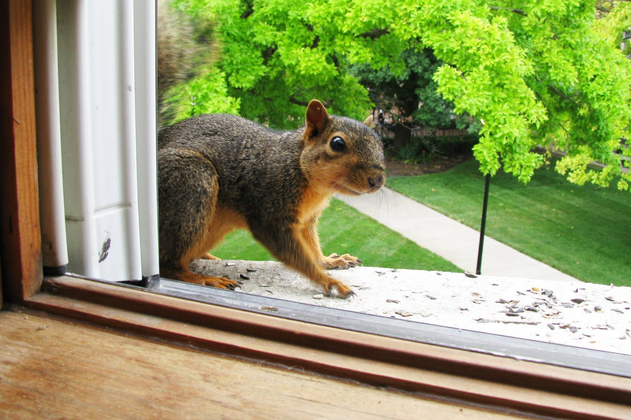 What Should You Do To Get Rid Of The Squirrels From Your Attic 