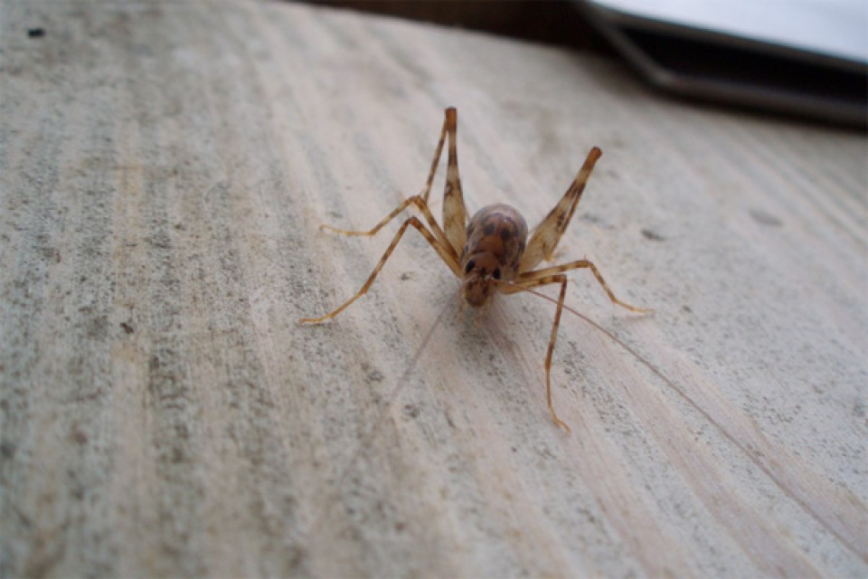 Sprickets & Camel Crickets | How To Get Rid of Camel Crickets