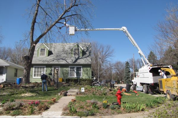 Silver Maple | Bad Trees | Tree Choices for the Yard