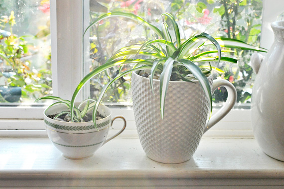 Plants That Clean the Air in Your Home | HouseLogic