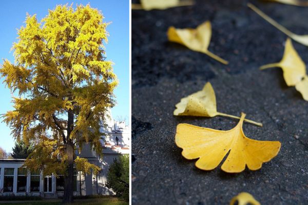 Gingko | Gingko Biloba | Trees to Avoid