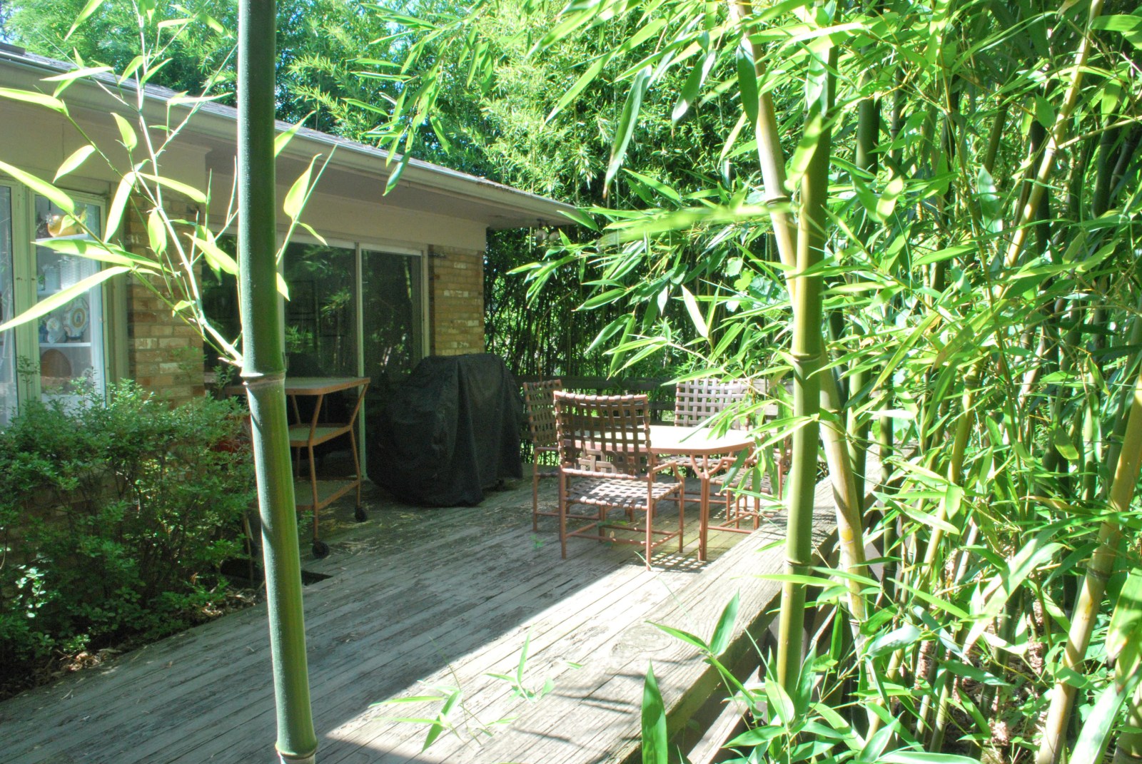 Invasive Plant Species | Invasive Bamboo Species | HouseLogic