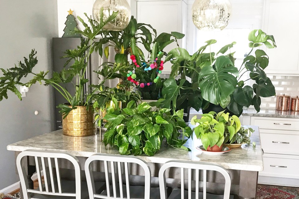 House Plant Care | How to Take Care of Your Indoor House Plants