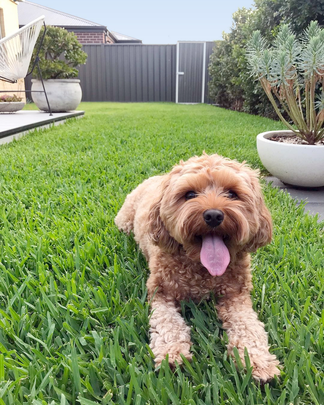 how do i get a good lawn with my dog