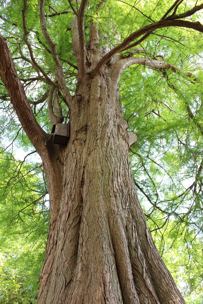 Looking up a bald cypress tree trunk
