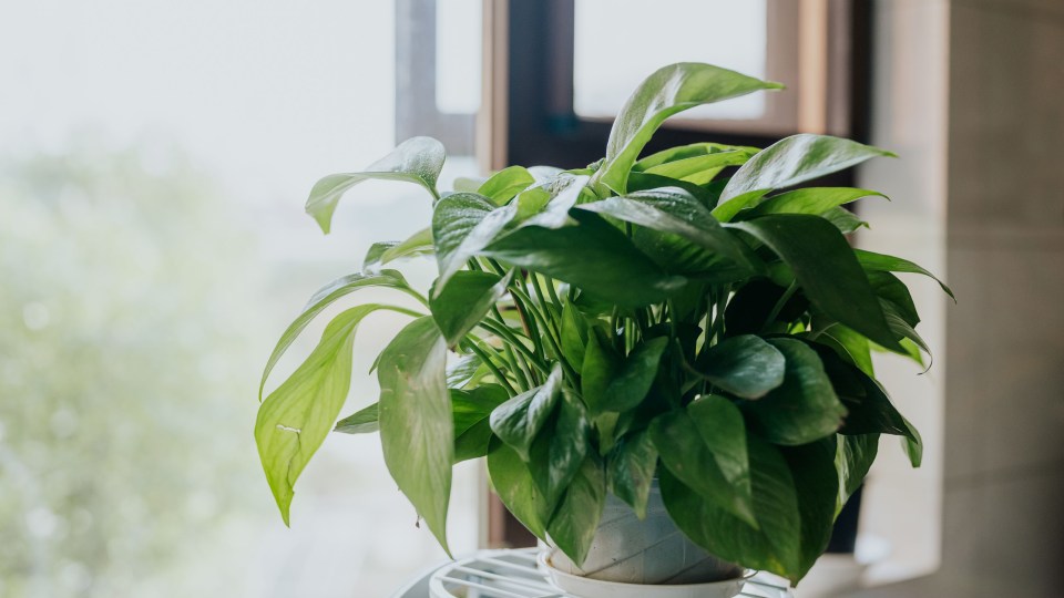 Jade Pothos With Scandinavian Pot Small 8 in tall, potted plant