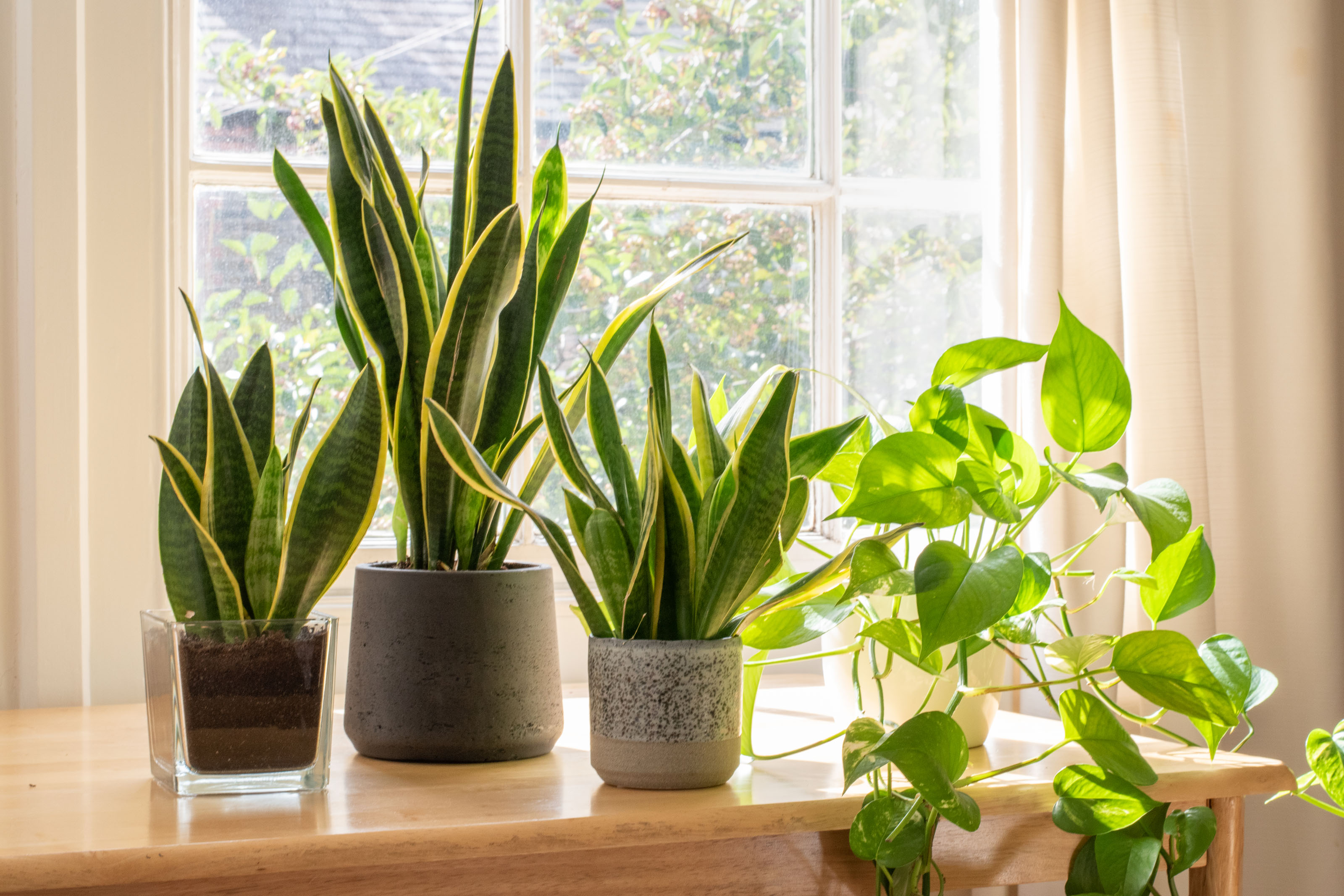 Jade Pothos With Scandinavian Pot Small 8 in tall, potted plant