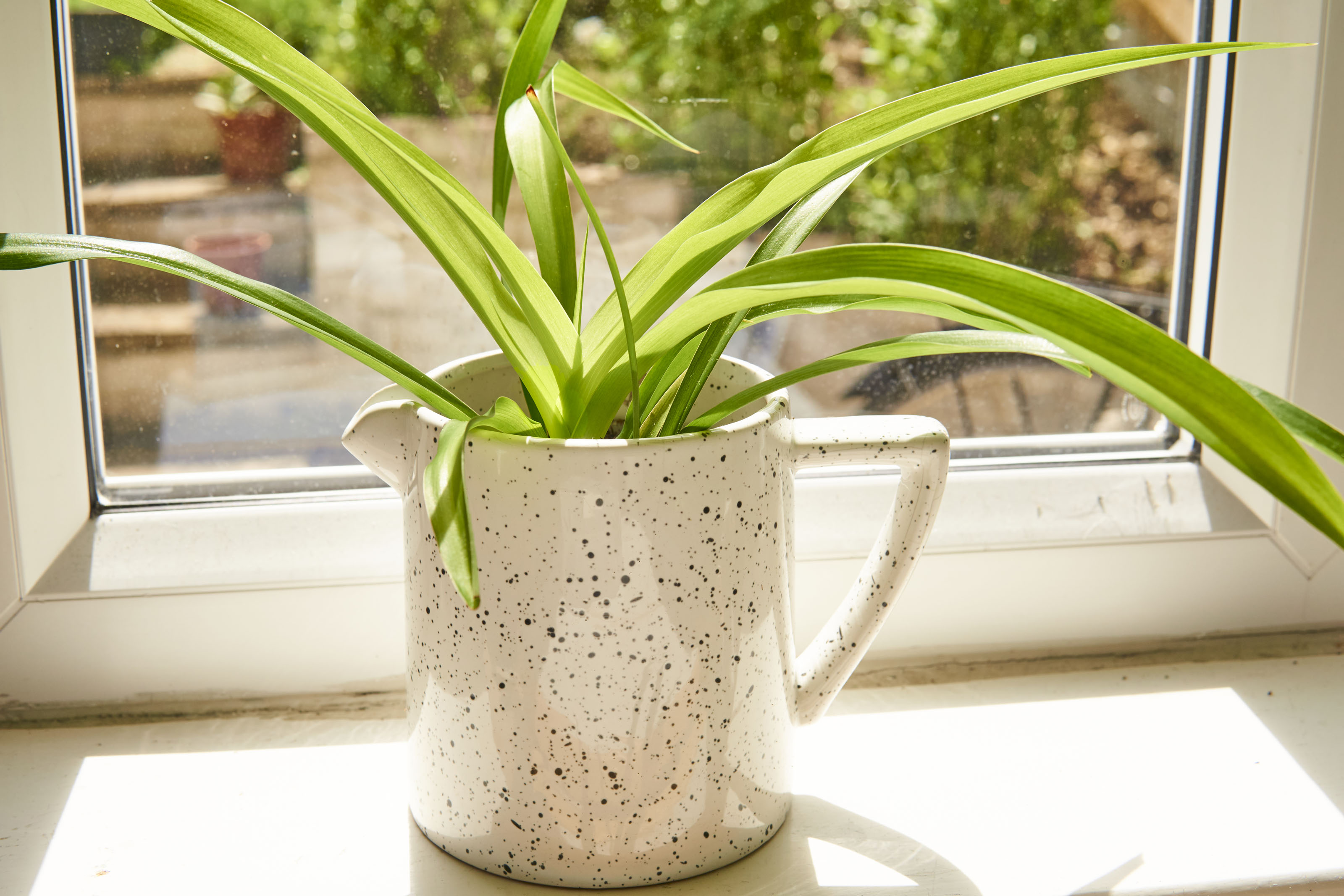 Spider plant store clean air