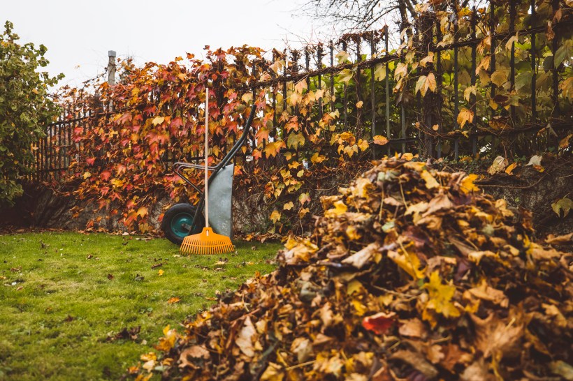 GOT LEAVES? Now's the time to bag them for free pickup of extra