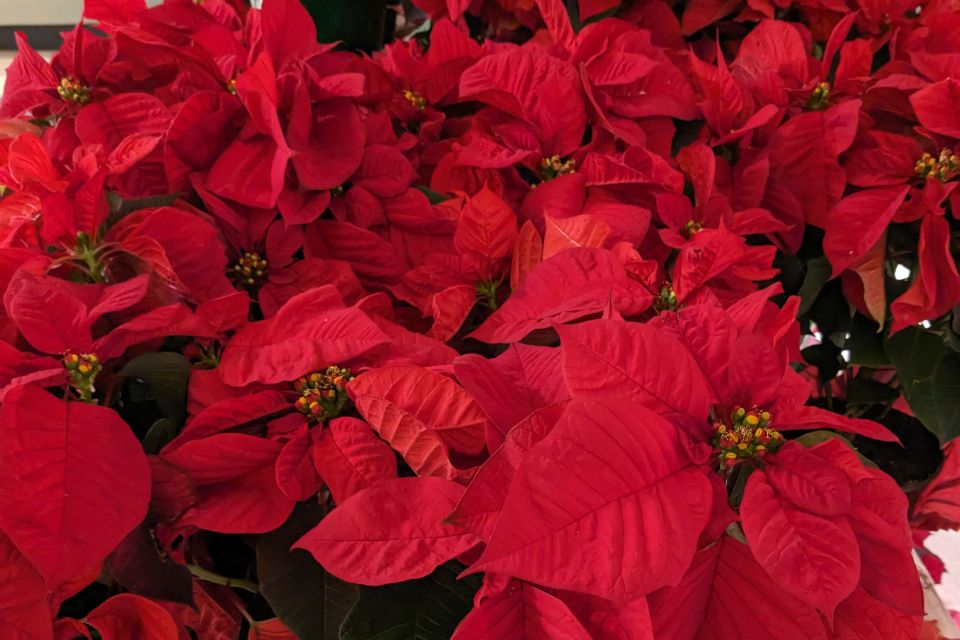 How to Care For Poinsettias | Growing Poinsettias | HouseLogic