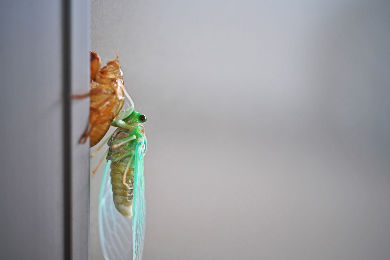 A close-up picture of a cicada molting.