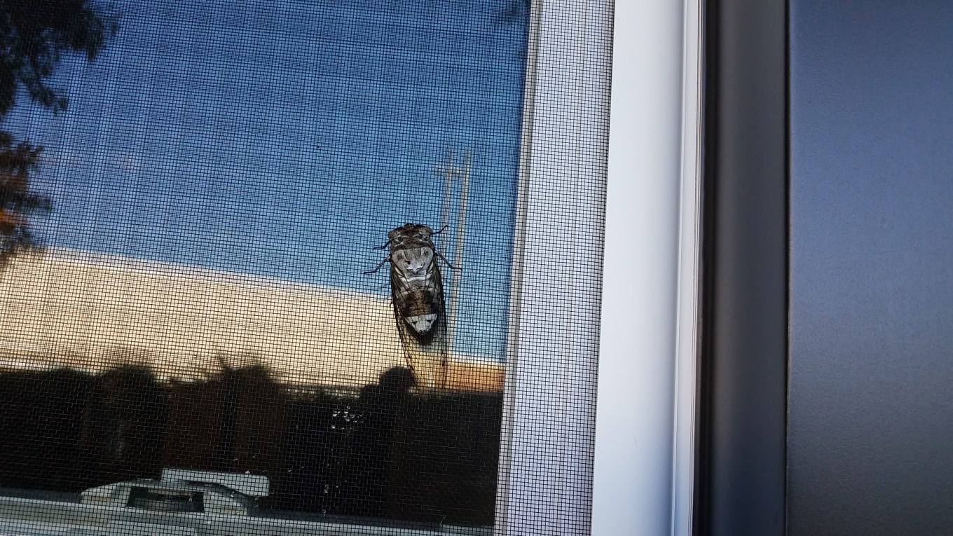 A cicada with wings on a window screen of a house.