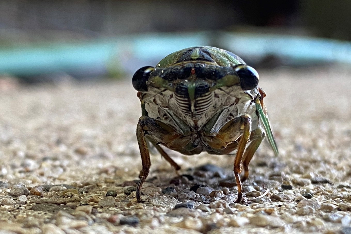 A close-up, head-on picture of a cicada.