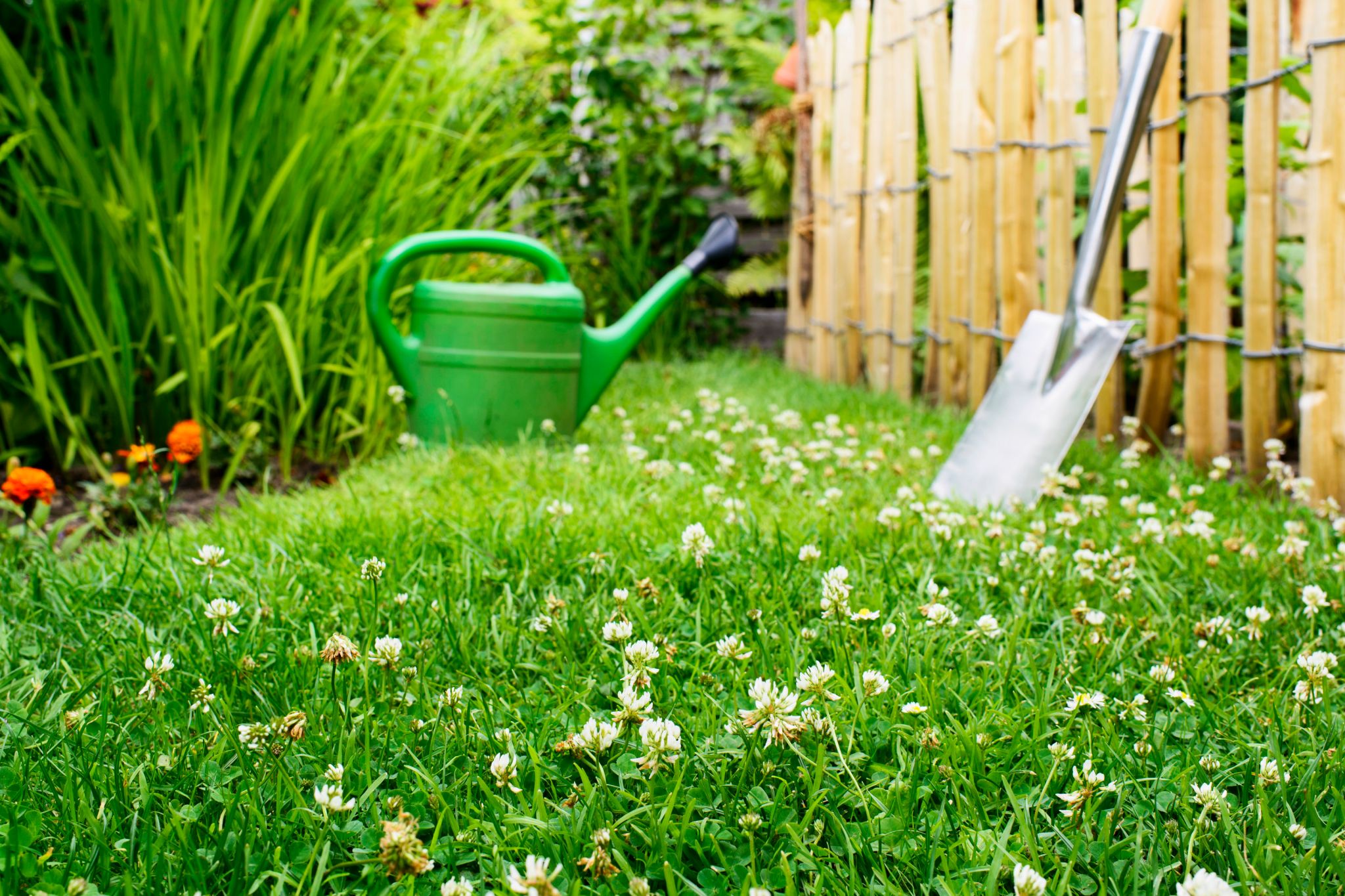 A view of a beautiful, green clover lawn with a watering can and a shovel.