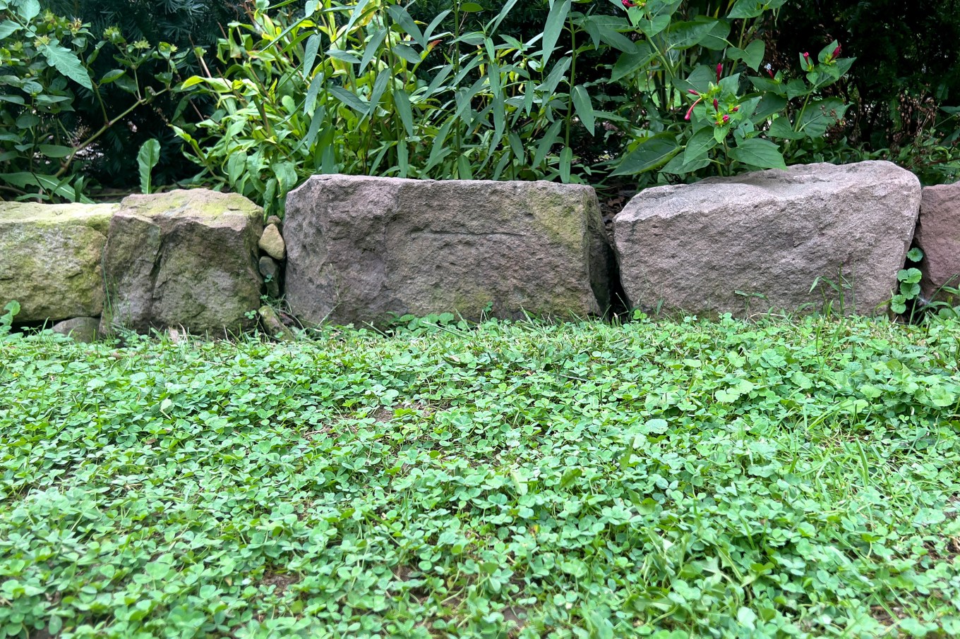 A luscious clover lawn with rocks and other foliage around it.