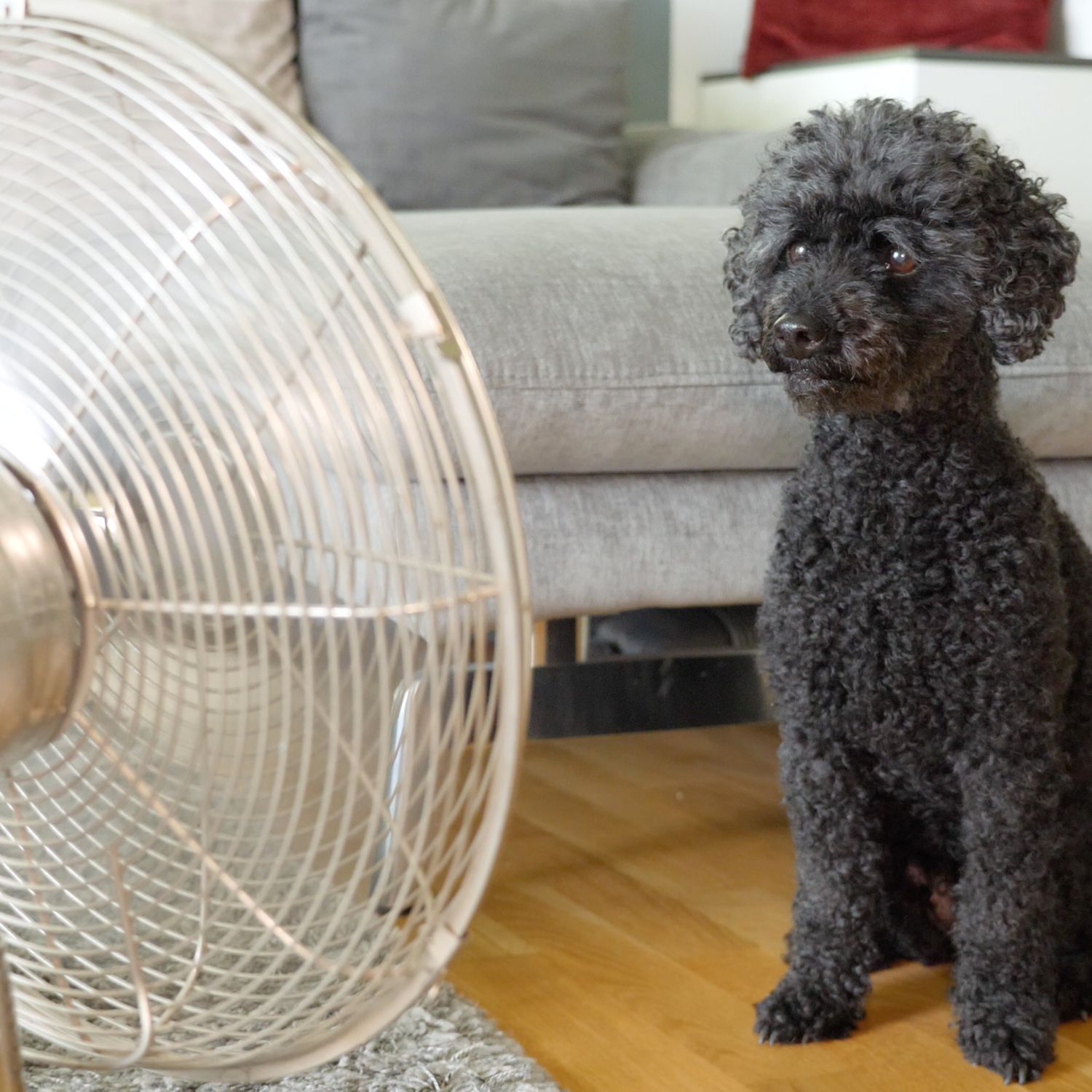 A poodle cooling off in front of a fan in the heat of summer.