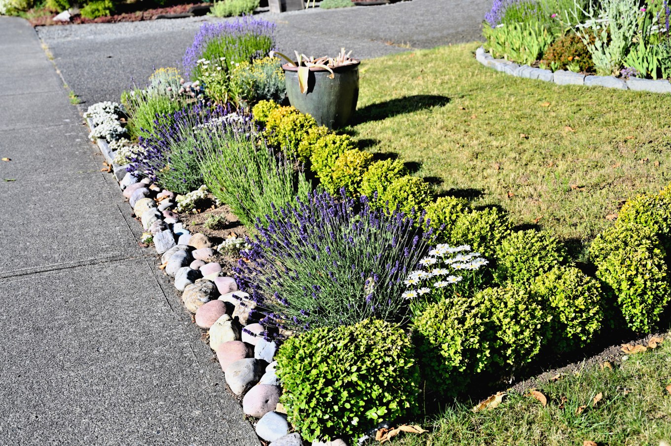 A simple formal flowerbed using some boxwood plants and some river rock as edging and filling the center with lavender flowers in bloom.