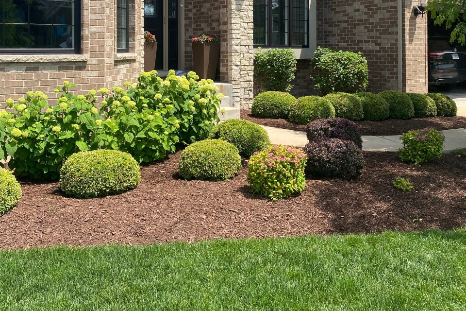 A Freshly landscaped front yard.