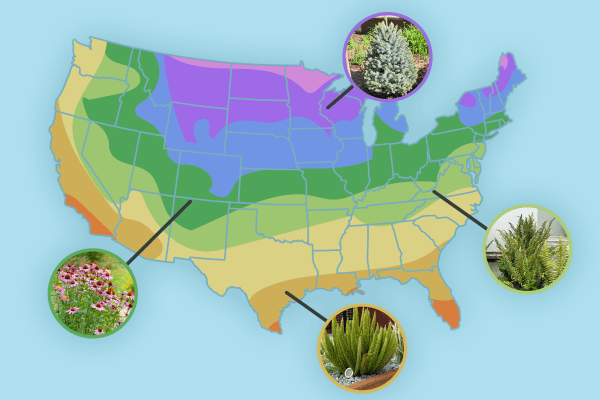 A map of the United States with plant zones shown via different coloring and a few example plants