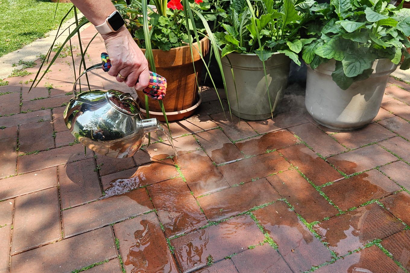 Boiling water poured onto yard weeds to kill them naturally.