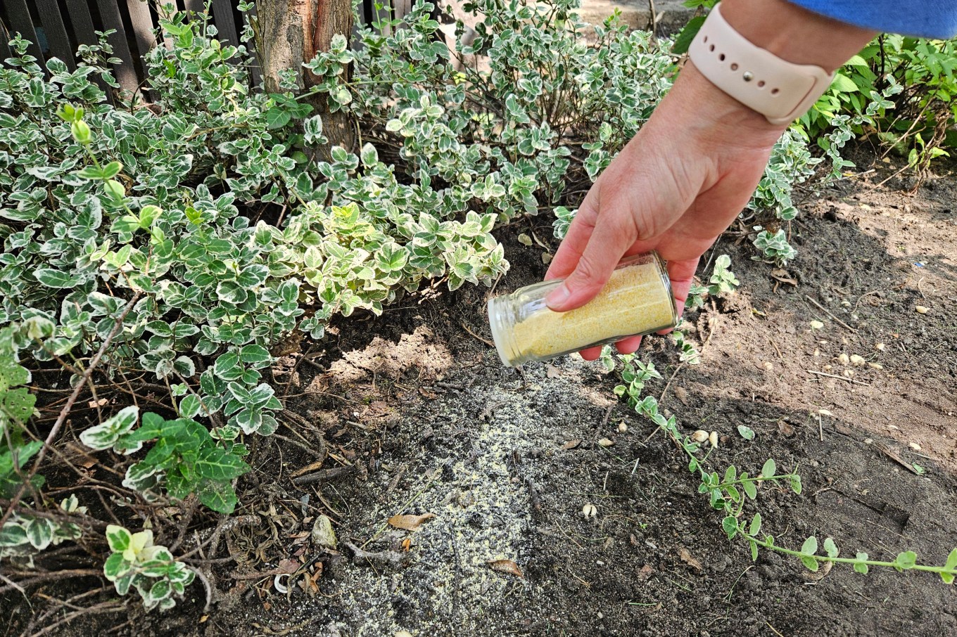 Corn meal being spread over weeds to kill them naturally.