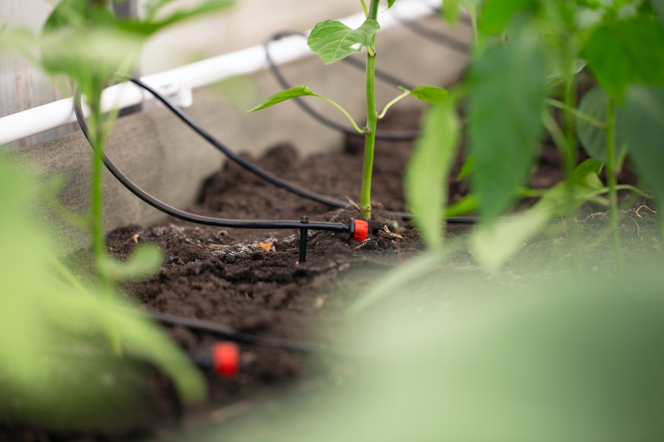 Drip irrigation system in the soil in a greenhouse.