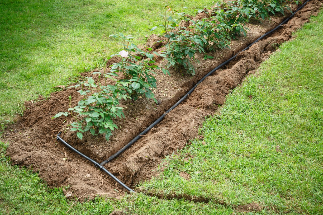 Soaker hoses installed in trenches for water irrigation to a garden flower bed.