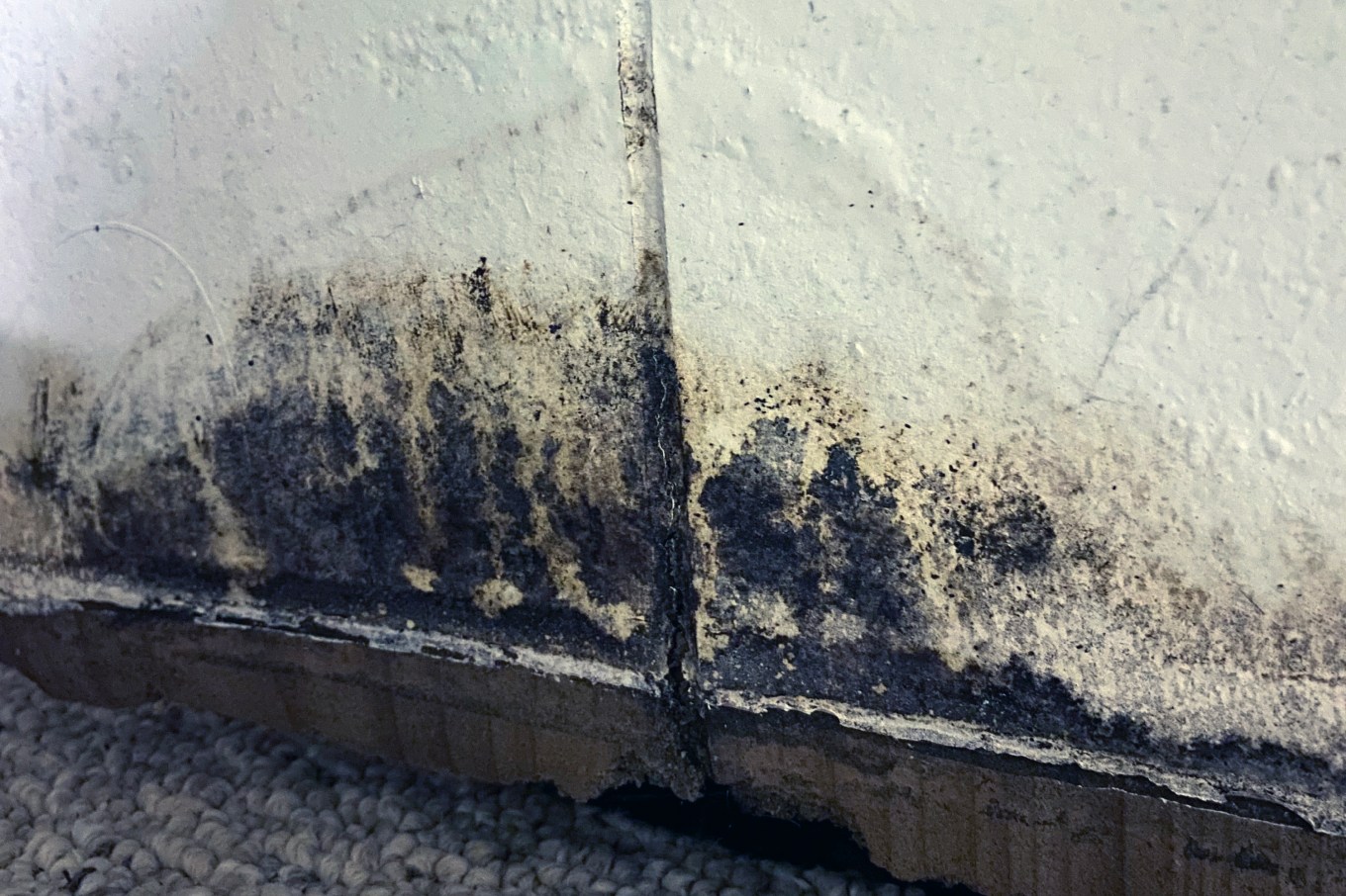 Mold caused by water damage in a damp basement.