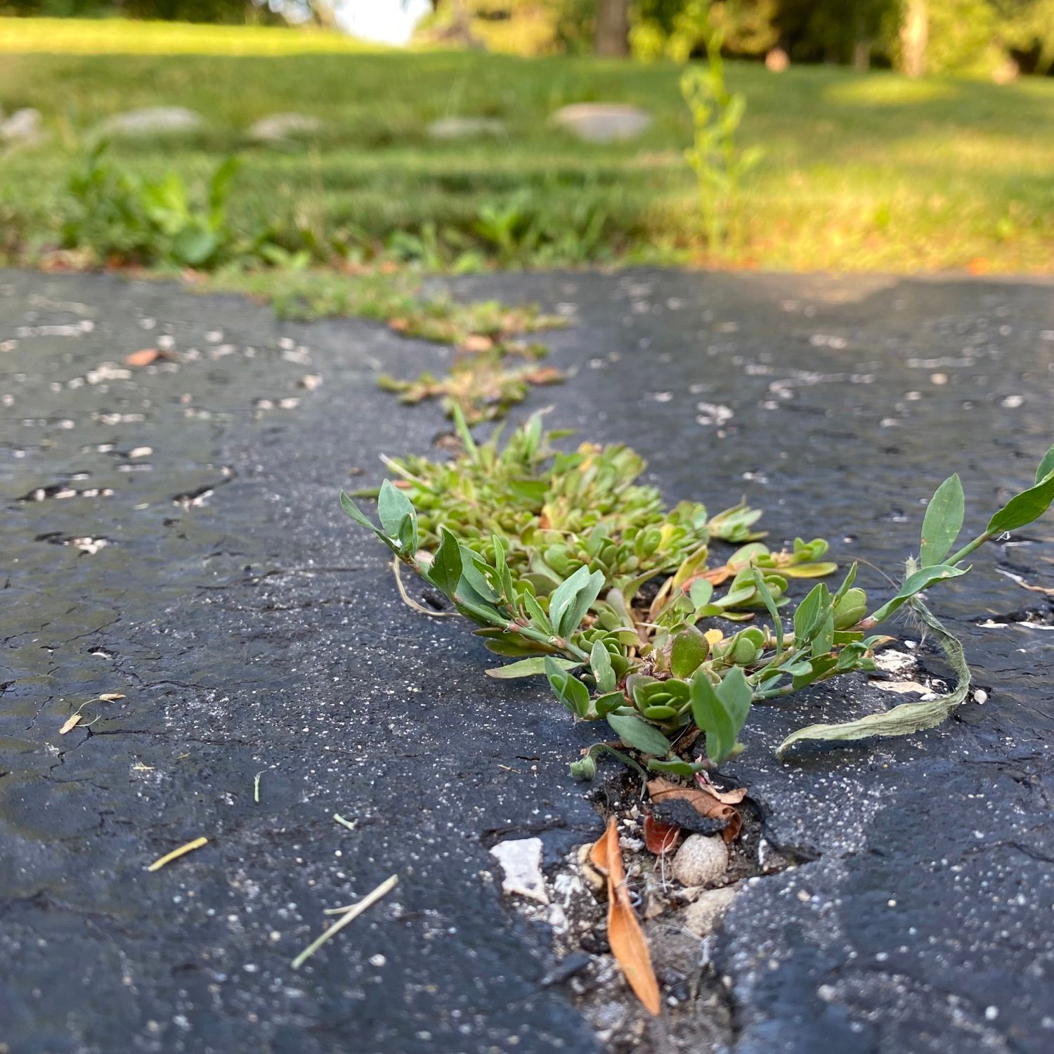 Weeds appearing between pavement, they're often hard to kill but natural solutions are an option.