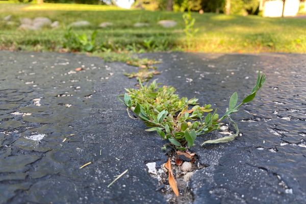 Weeds appearing between pavement, they're often hard to kill but natural solutions are an option.