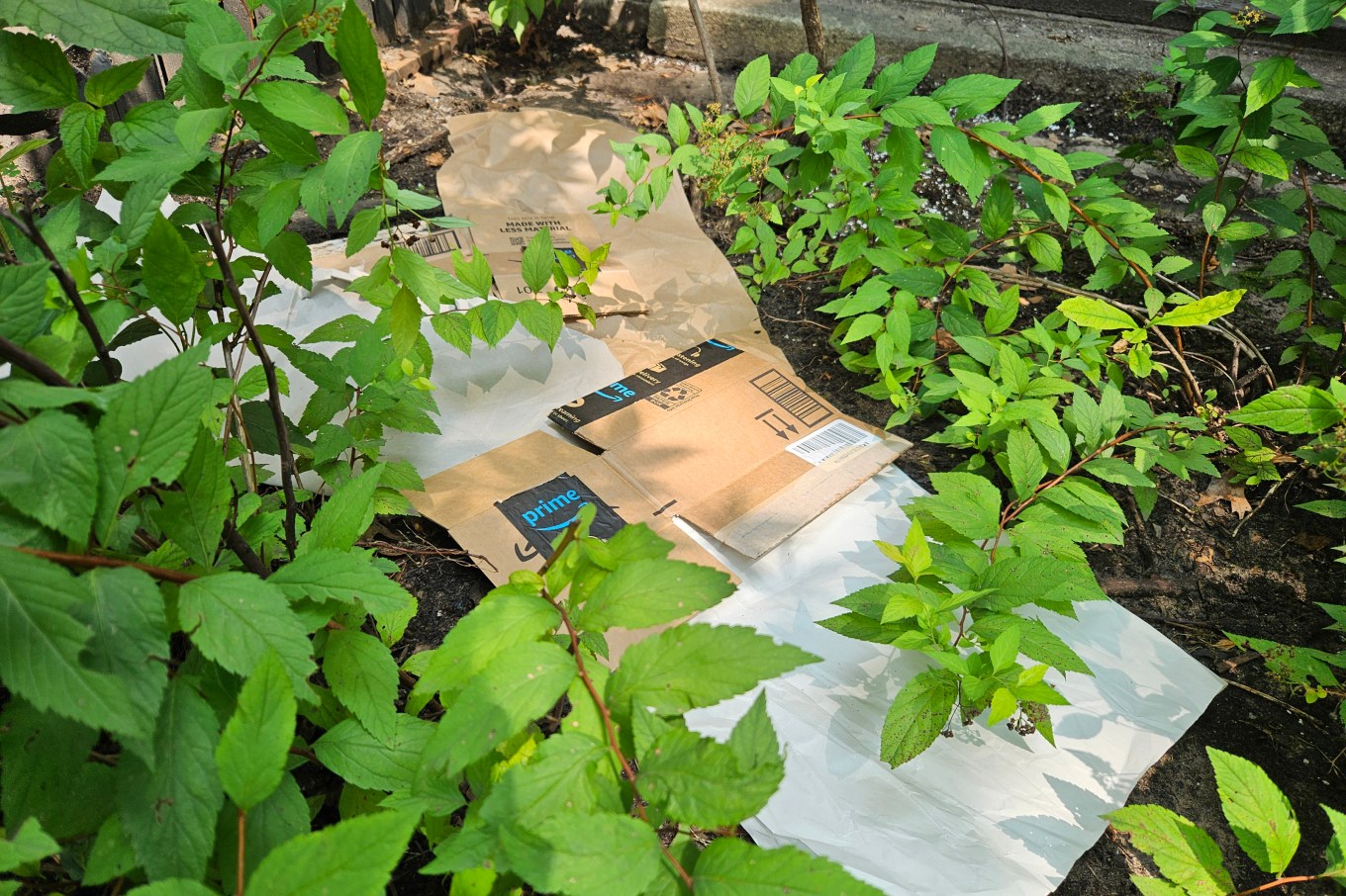 Recycled material, cardboard boxes being put down to kill weeds naturally.