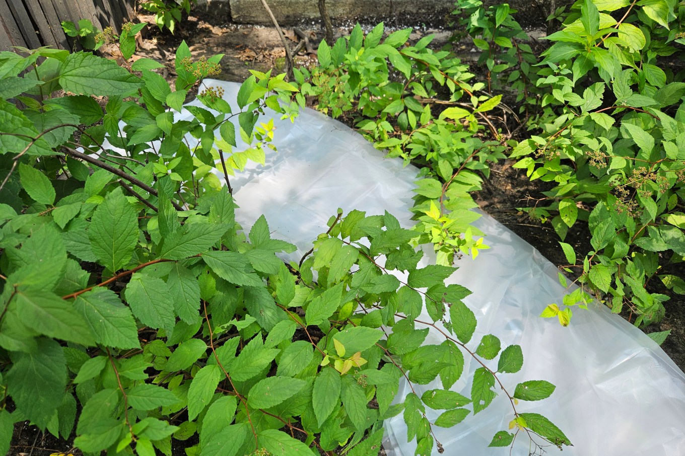 Shower curtains placed over top of weeds to kill them naturally.