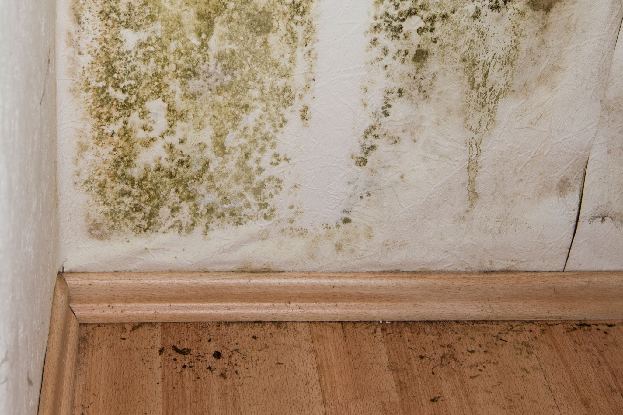 Mold Removal