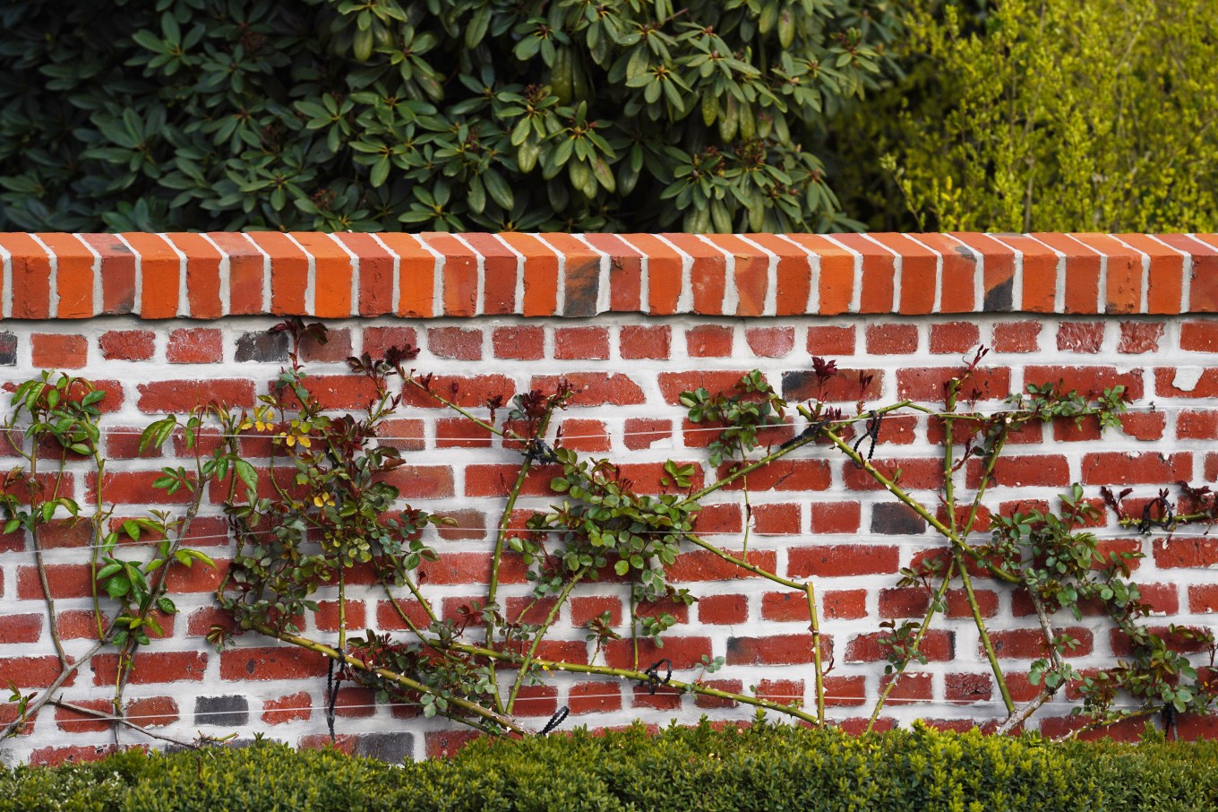 A Brick wall with a hedge; a perfect pool fence option.