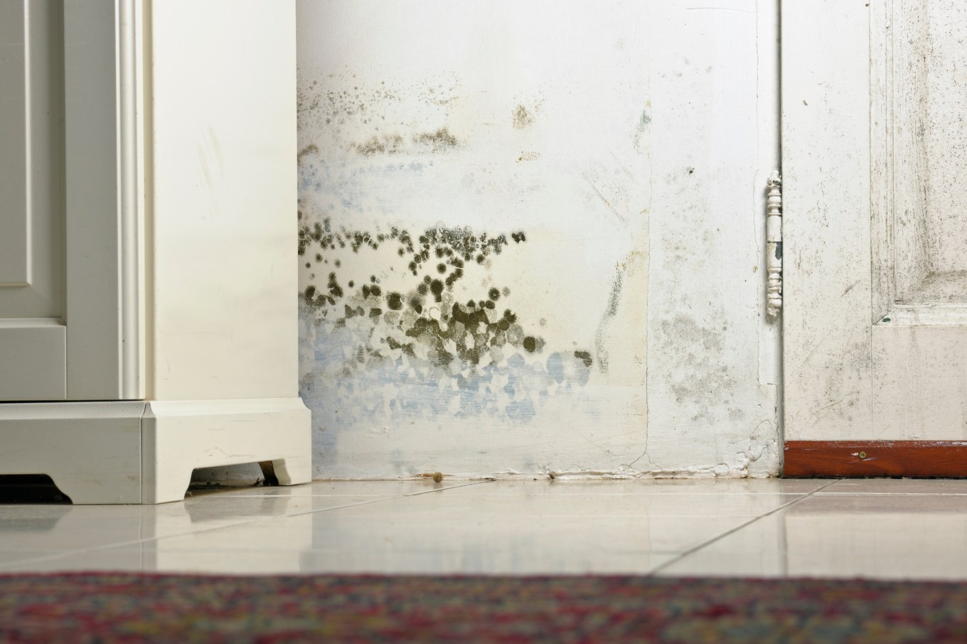 Mold on a damp wall and door behind a cabinet due to condensation.