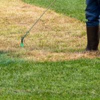 A sprayer applying green paint to dried out brown grass to paint the lawn.