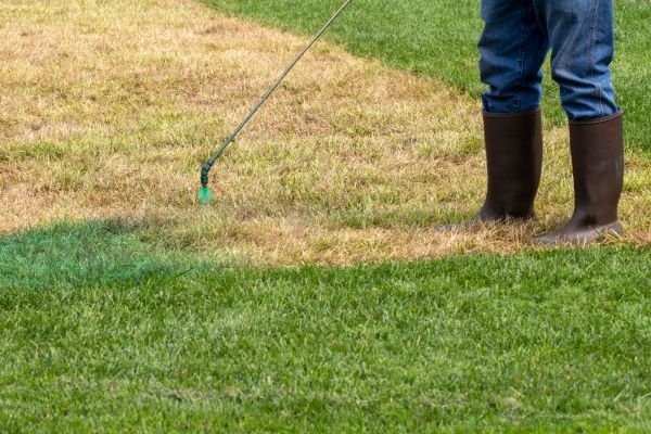 A sprayer applying green paint to dried out brown grass to paint the lawn.