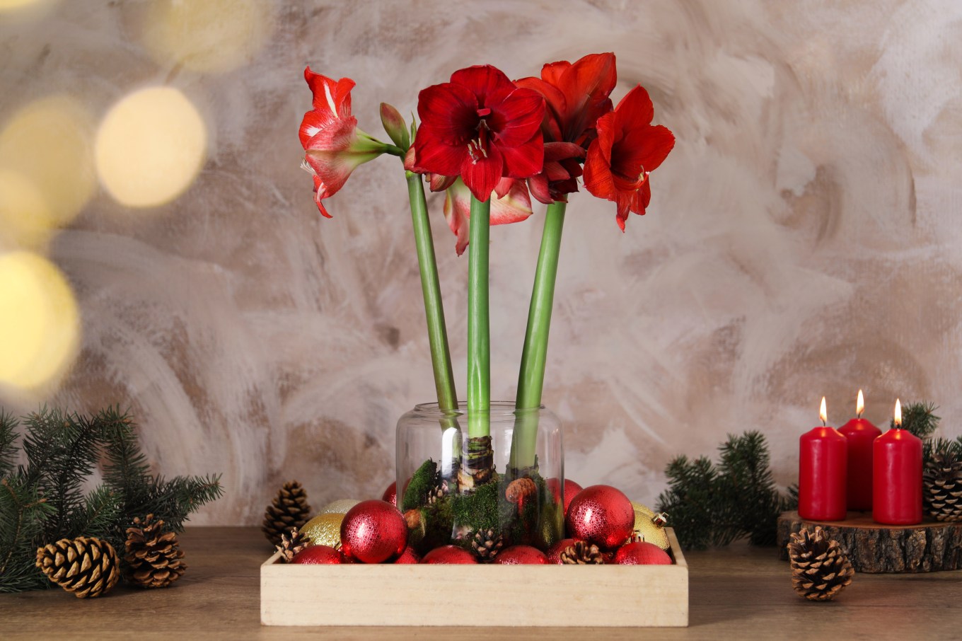 Beautiful red amaryllis flowers and Christmas decor on wooden side table.