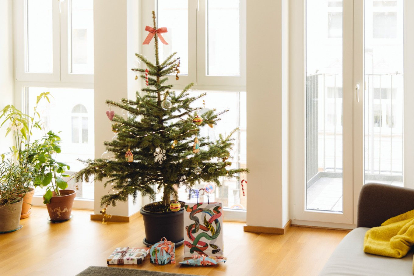 A blue spruce in a pot being used as a christmas tree, beautiful and sustainable.