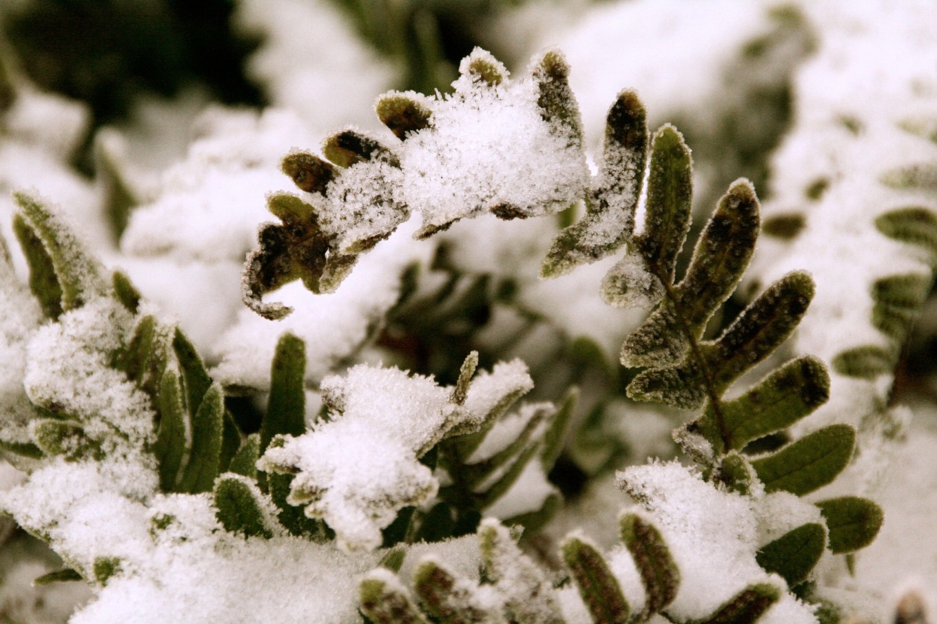 A close-up of Christmas ferns (Polystichum acrostichoides) covered with snow.