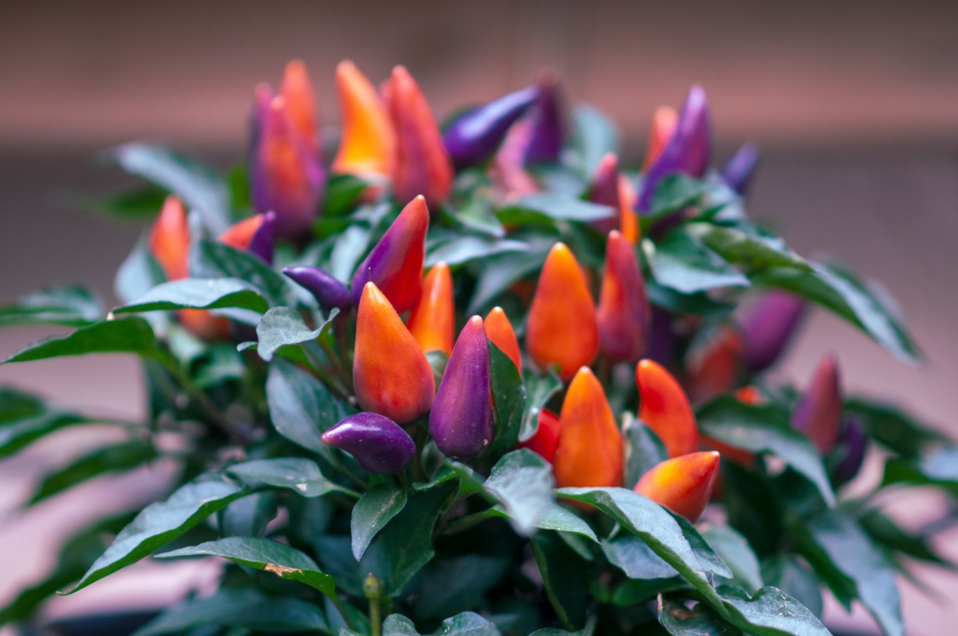 Christmas pepper plant with multicolored peppers that look like christmas lights.