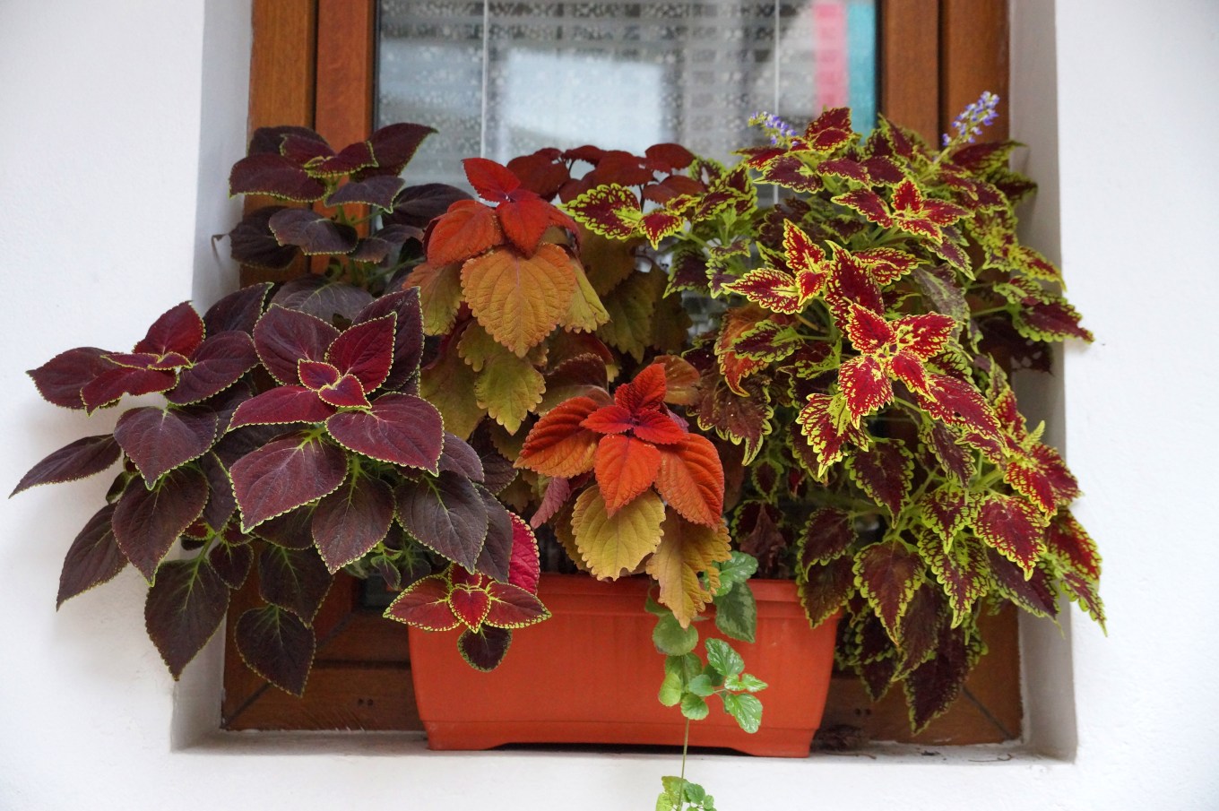 A pot of decorative variegated coleus on the windowsill outside.