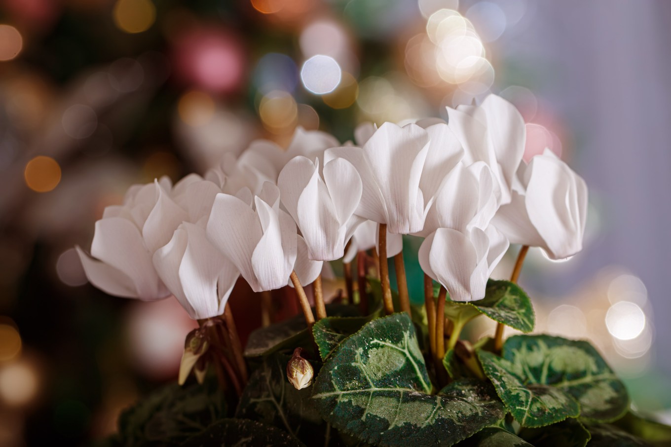 Close-up of white flower cyclamen in front of a christmas tree.