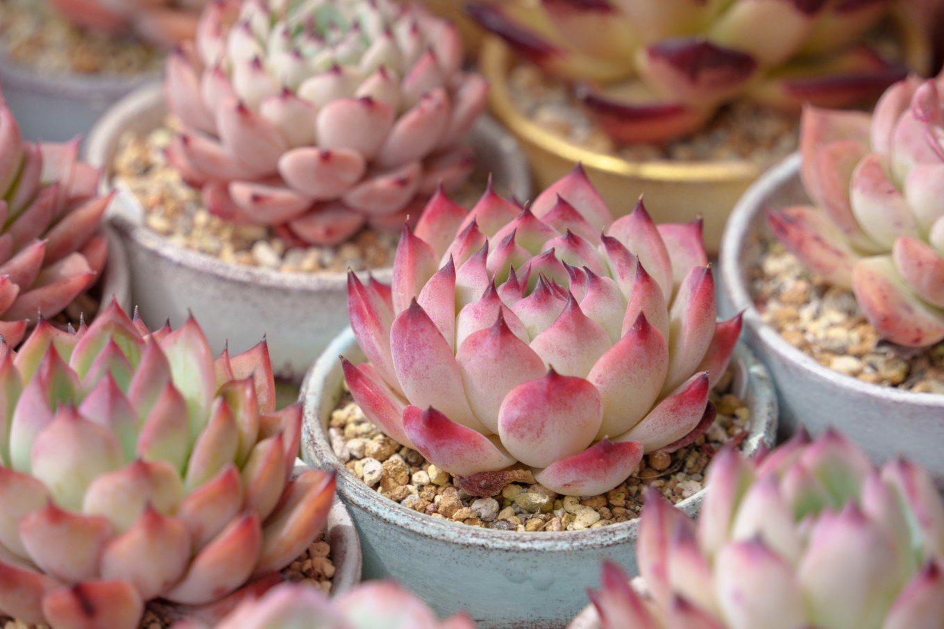 Succulent plants echeverias turn colorful in the cold.