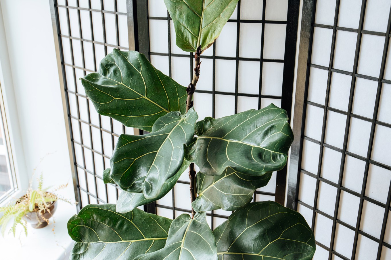 Natural houseplant the fiddle leaf fig tree, Ficus lyrata growing in home living room.